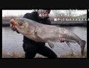 【2017/01/20】巨大魚！中国四大家魚、レンギョ釣り！！②（１１１ｃｍ）