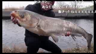 【2017/01/20】巨大魚！中国四大家魚、レンギョ釣り！！②（１１１ｃｍ）