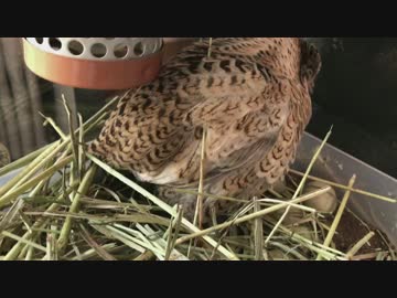 【ヒメウズラ】３号ちゃんの産卵は苦しそうだった