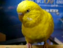 セキセイインコ 13歳 その2