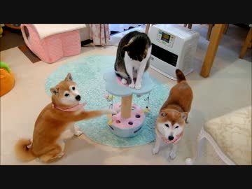 柴犬ひかいちと猫ミルキー　ファンヒーター前で♪