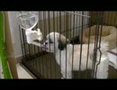 【ししまる 029】ウォーターノズルを取り付けてみた