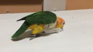 ふくシロハラインコ