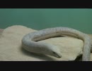 バルカンヘビガタトカゲ