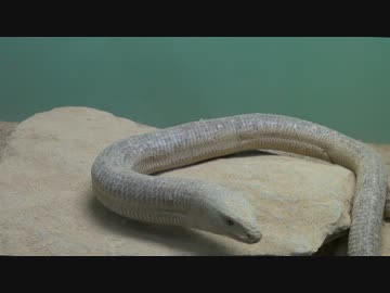 バルカンヘビガタトカゲ