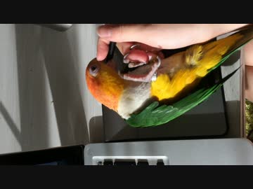 邪魔するシロハラインコ