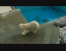 男鹿水族館のシロクマがマイケルの"Billie Jean"に合わせて踊ってみた