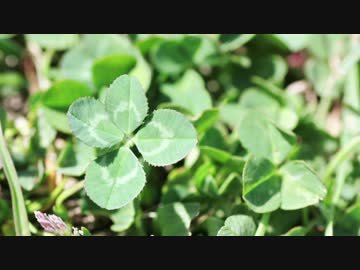 ☘ / さとうささら / 第2回CeVIO投稿祭