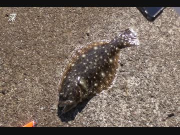 釣り動画ロマンを求めて　24釣目（平塚新港+おまけ）
