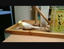 保護したインコが…