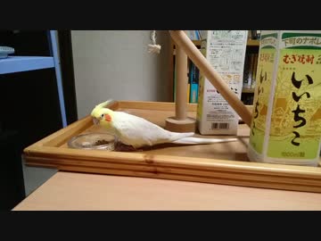 保護したインコが…
