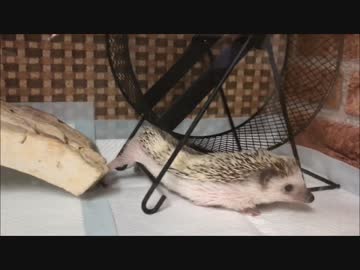 【Hedgehog】あけおめ！今年もハリネズミ！【ことよろ】