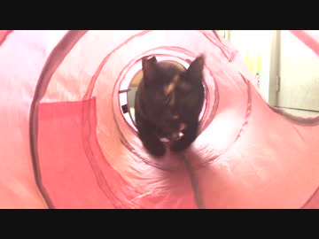 ≡≡≡≡≡≡≡≡≡≡~(=^･ω･^)ﾉ ｽﾞｻｰｯ!!