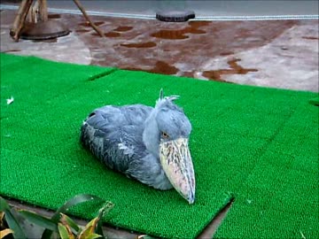 動かない鳥 ハシビロコウのフタバ 掛川花鳥園 ニコニコ動画