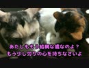 [ゆっくり猫動画] 　3　仲良し？
