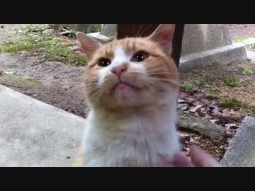 【生存報告】4年ぶりにあの人懐っこい猫に会ってきた！