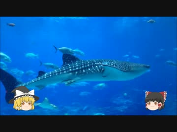 そこに水槽があるからだ 4 アトランタ　ジョージア水族館 前編