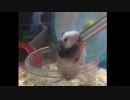 アクロバティックな飲み方をするパンダマウス