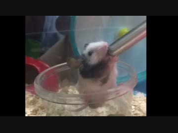 アクロバティックな飲み方をするパンダマウス