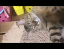 完全勝利したネコUC
