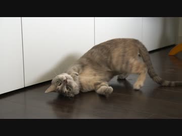 【モアクリ】 またたびハッスル！