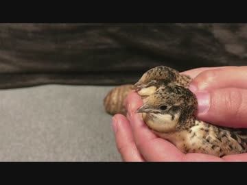 ヒメウズラを２匹同時にモフモフしてみた