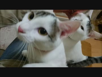 矢継ぎ早に襲ってくる猫に失神してしまった情けない飼い主