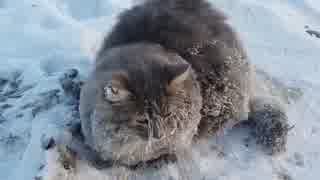 凍結した猫を助ける