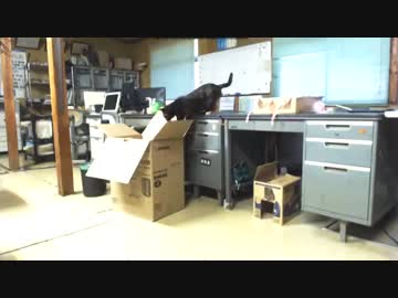 　箱に入ろうとしたら・・・【ハプニング・お笑い】