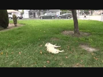 (∪´・ω・)→（∪＾ω＾）捨て犬保護シリーズ　43