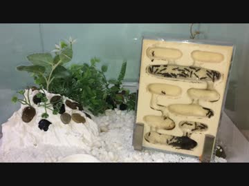 蟻戦争＃91 アリのテラリウム編