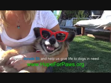 (∪´・ω・)→（∪＾ω＾）捨て犬保護シリーズ　45