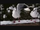 【生配信】白鳥VSカモメ ?【あいこん】