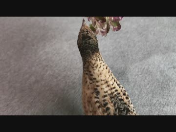 【ヒメウズラ】遠くで呼ぶ３号ちゃんとちょっと気になる２号ちゃん