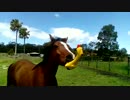 音が鳴るゴム製チキンのオモチャを気に入った馬
