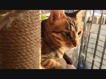 日向ぼっこしながら尻尾をふりふりする猫たち