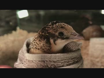 タオルに巻かれるヒメウズラ