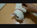 触ってないのにノックアウト負けしてくれる猫