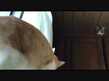 兄弟に構ってもらえない末っ子猫。ついにストーカー行為を働く...！？