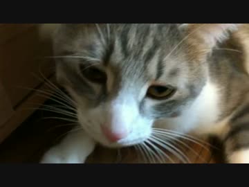 捨て猫ティガー、実家猫から強烈なパンチを食らう！【重要なお知らせ】