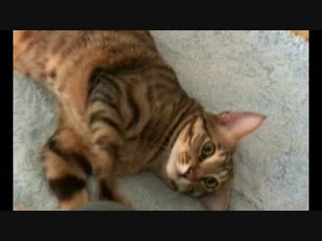 窓の外と飼い主が大好きな猫！【ティガロビ生活記】