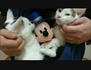 有袋類に進化しつつある人類の袋の中でゴロゴロする猫
