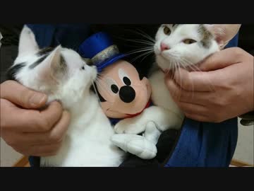 有袋類に進化しつつある人類の袋の中でゴロゴロする猫