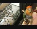 インコ、雪見おやつをする