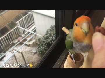 インコ、雪見おやつをする