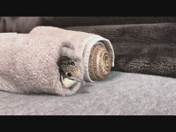 タオルに巻かれる里芋