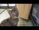 ななこの成長日記その21♪