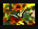 【ソロギター】Butterfly【オリジナル曲】