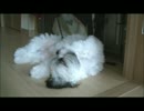 【ししまる 033】 へそ天でおやすみなさい