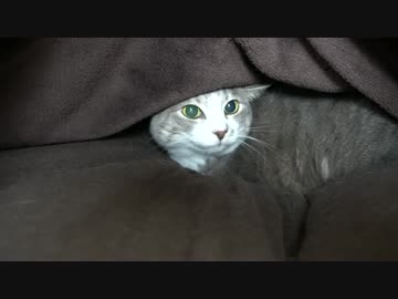 【モアクリ】 もふもふ毛布